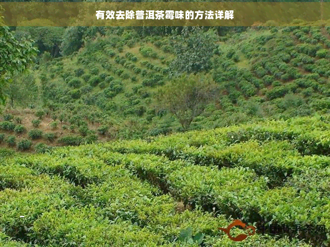 有效去除普洱茶霉味的方法详解