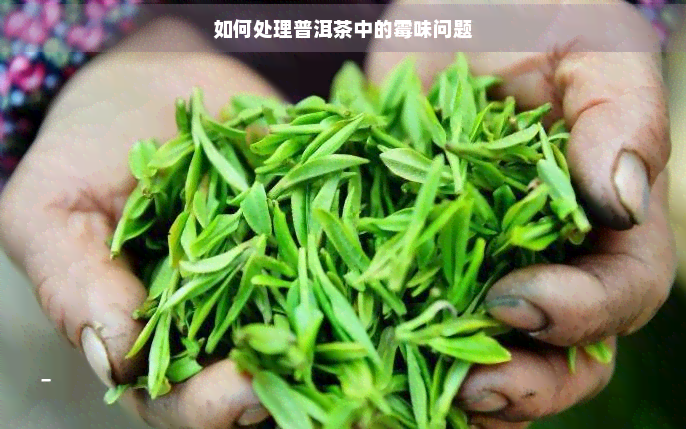 如何处理普洱茶中的霉味问题