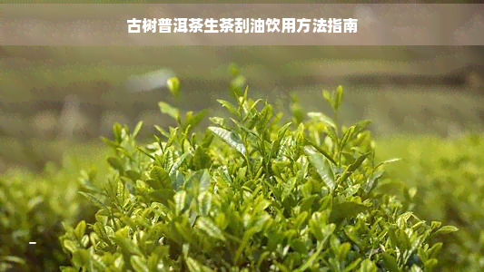 古树普洱茶生茶刮油饮用方法指南