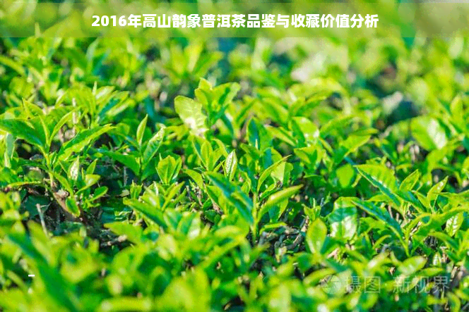 2016年高山韵象普洱茶品鉴与收藏价值分析