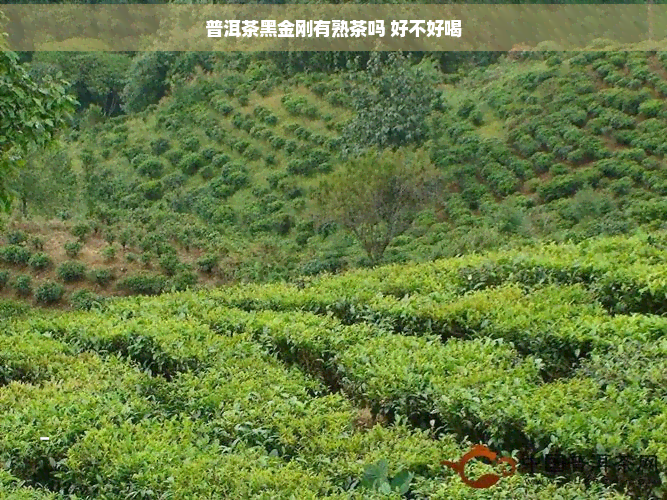 普洱茶黑金刚有熟茶吗 好不好喝