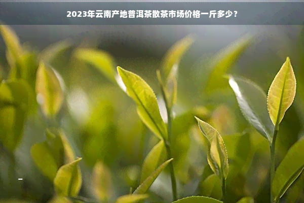 2023年云南产地普洱茶散茶市场价格一斤多少？