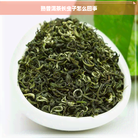 熟普洱茶长虫子怎么回事