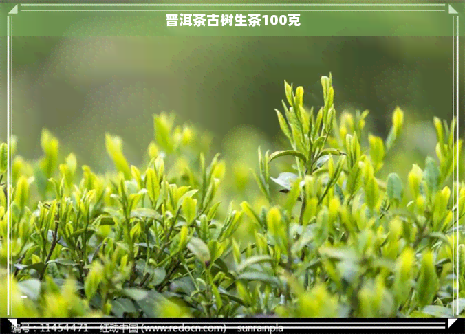 普洱茶古树生茶100克