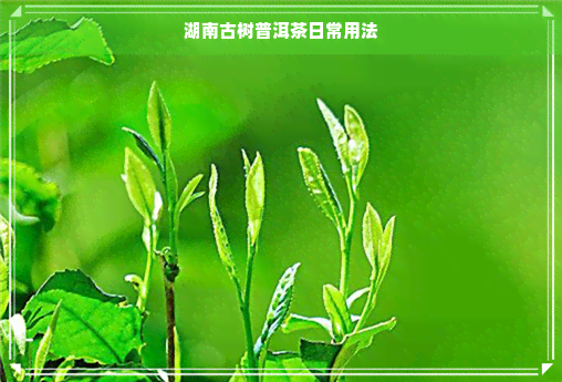 湖南古树普洱茶日常用法