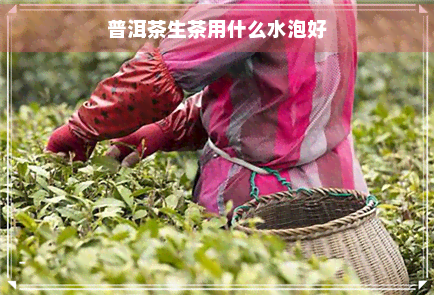 普洱茶生茶用什么水泡好