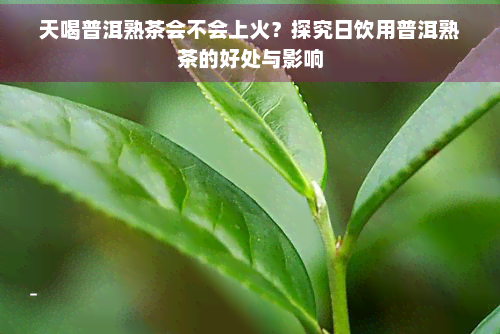 天喝普洱熟茶会不会上火？探究日饮用普洱熟茶的好处与影响