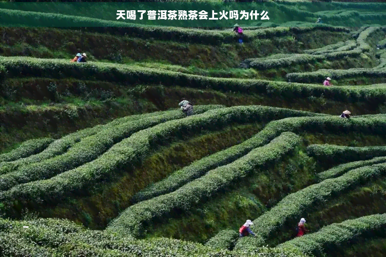 天喝了普洱茶熟茶会上火吗为什么