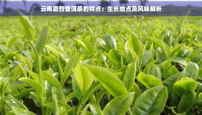 云南磨烈普洱茶的特点：生长地点及风味解析