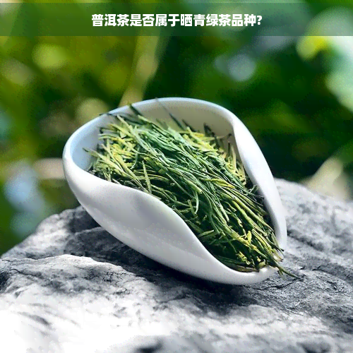 普洱茶是否属于晒青绿茶品种?