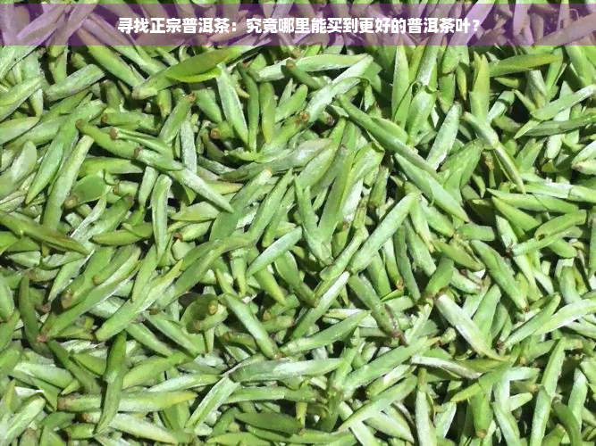 寻找正宗普洱茶：究竟哪里能买到更好的普洱茶叶？