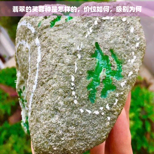 翡翠的芙蓉种是怎样的，价位如何，级别为何