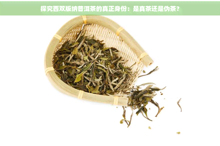 探究西双版纳普洱茶的真正身份：是真茶还是伪茶？