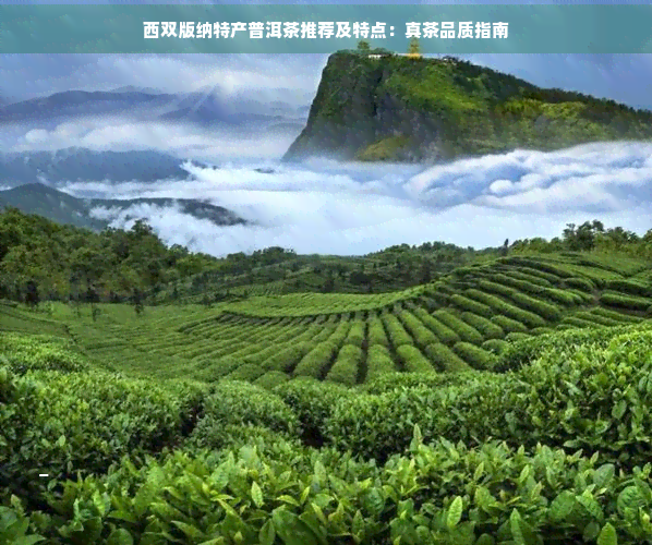 西双版纳特产普洱茶推荐及特点：真茶品质指南